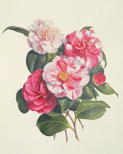 Camelias