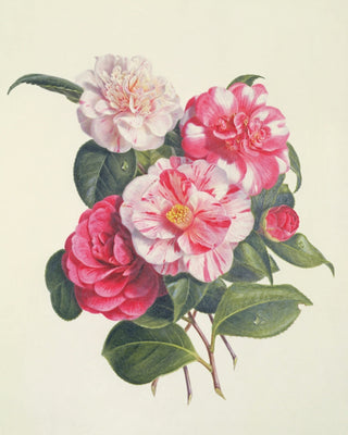 Camelias