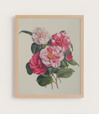 Camelias