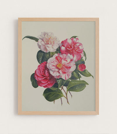 Camelias
