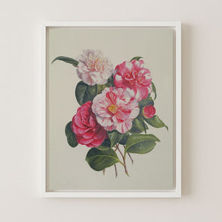 Camelias