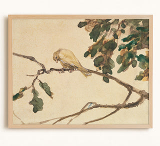 Canary on an Oak Tree Branch