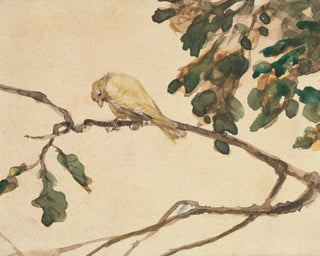 Canary on an Oak Tree Branch