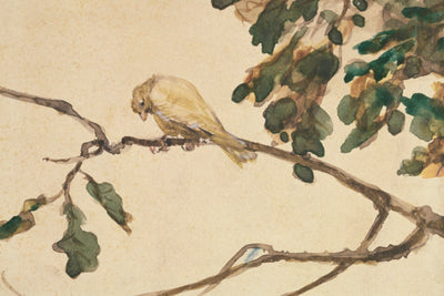 Canary on an Oak Tree Branch