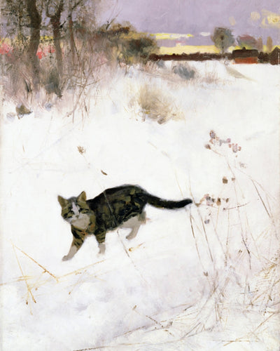 Cat Stalking over Snow