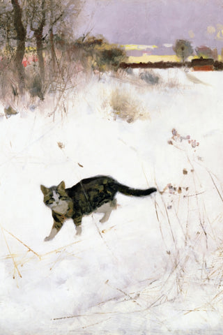 Cat Stalking Over Snow