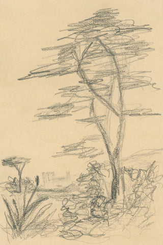 Cedar Zeichnung No. 1