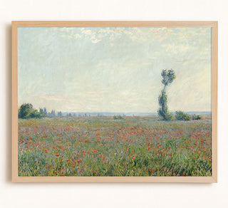 Champ De Coquelicots