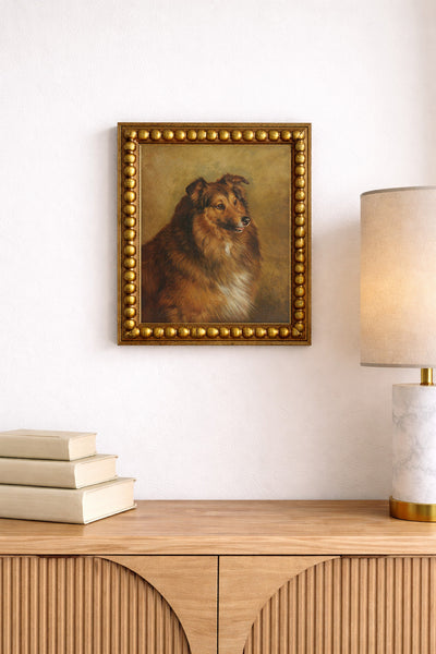 Champion, Eclipse, a Sable and White Rough Collie