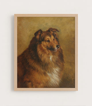 Champion, Eclipse, a Sable and White Rough Collie
