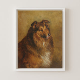 Champion, Eclipse, a Sable and White Rough Collie