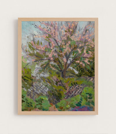 Cherry Blossom with Trellis Fence