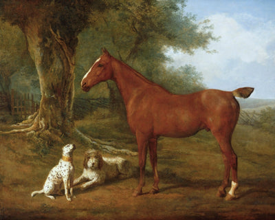 Chestnut Hunter