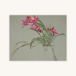 CHRISTMAS CACTUS — Primary Image