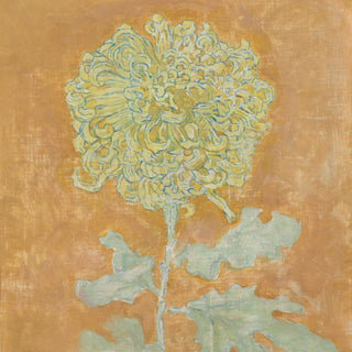 Chrysanthemum