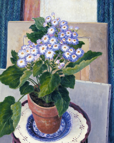 CINERARIA