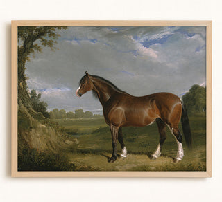 CLYDESDALE STALLION - Museum Quality Art