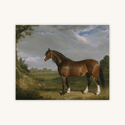 CLYDESDALE STALLION — Primary Image
