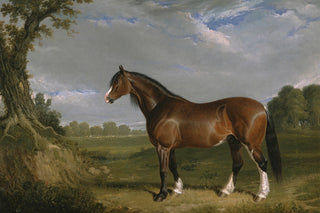 Clydesdale Stallion