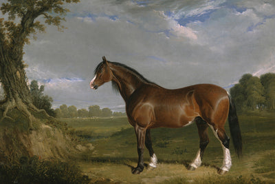 Clydesdale Stallion