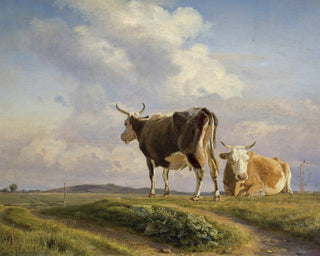 Cows