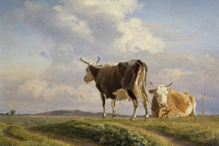 Cows