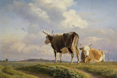 Cows