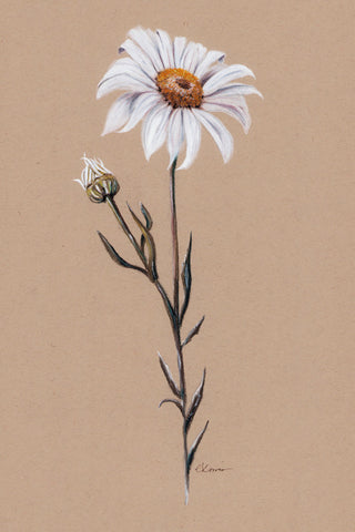 DAISY SUMMER II - Museum Quality Art