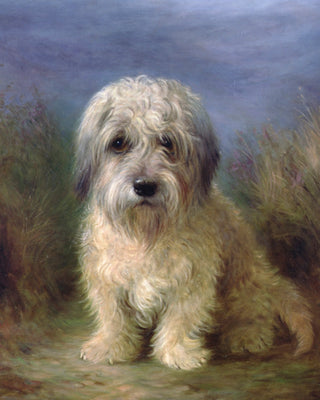 DANDIE DINMONT TERRIER