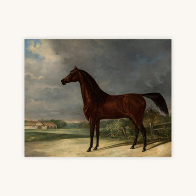 DARK BAY HORSE — Primary Image