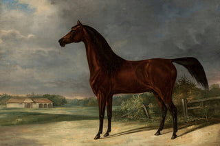 DARK BAY HORSE