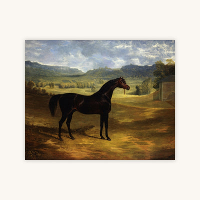 DARK BAY RACEHORSE IN A PADDOCK AT BOLTON HALL — Primary Image