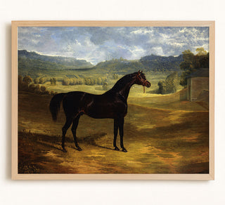 Dark Bay Racehorse in a Paddock at Bolton Hall