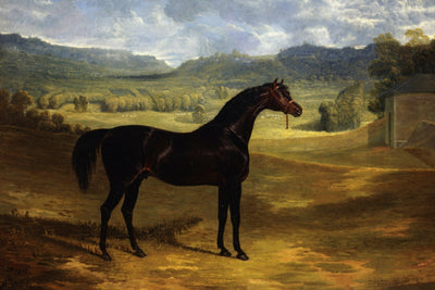 DARK BAY RACEHORSE IN A PADDOCK AT BOLTON HALL