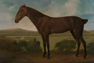 DARK BROWN HORSE
