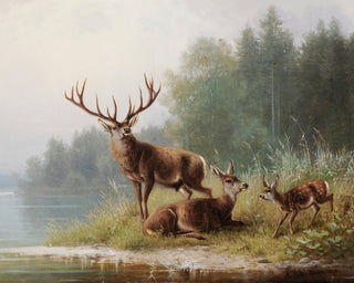 Deer