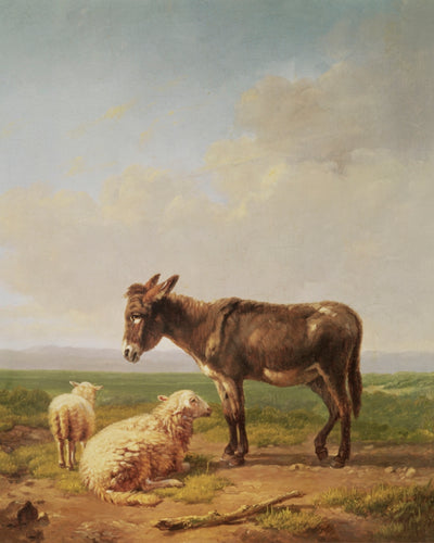DONKEY AND SHEEP