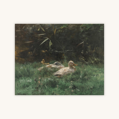 DUCKS — Primary Image