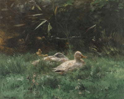 Ducks