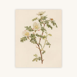 ENGLISH ROSE — Primary Image