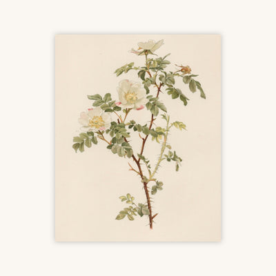 ENGLISH ROSE — Primary Image