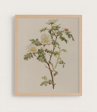 ENGLISH ROSE - Museum Quality Art