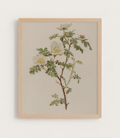 ENGLISH ROSE - Museum Quality Art