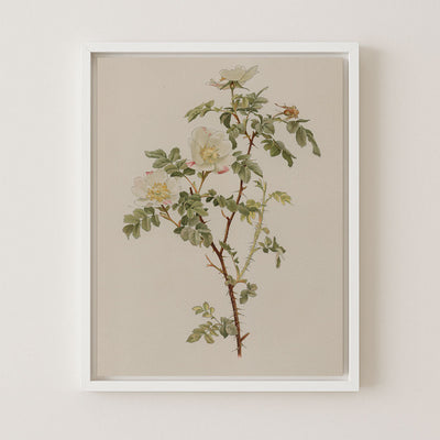 ENGLISH ROSE - Museum Quality Art