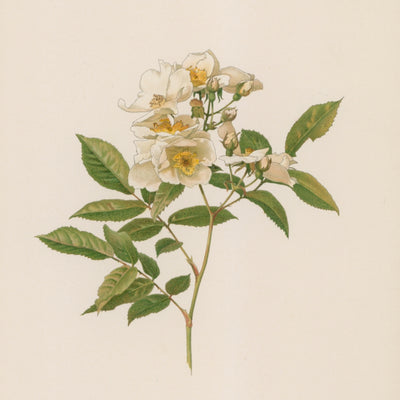 ENGLISH ROSE