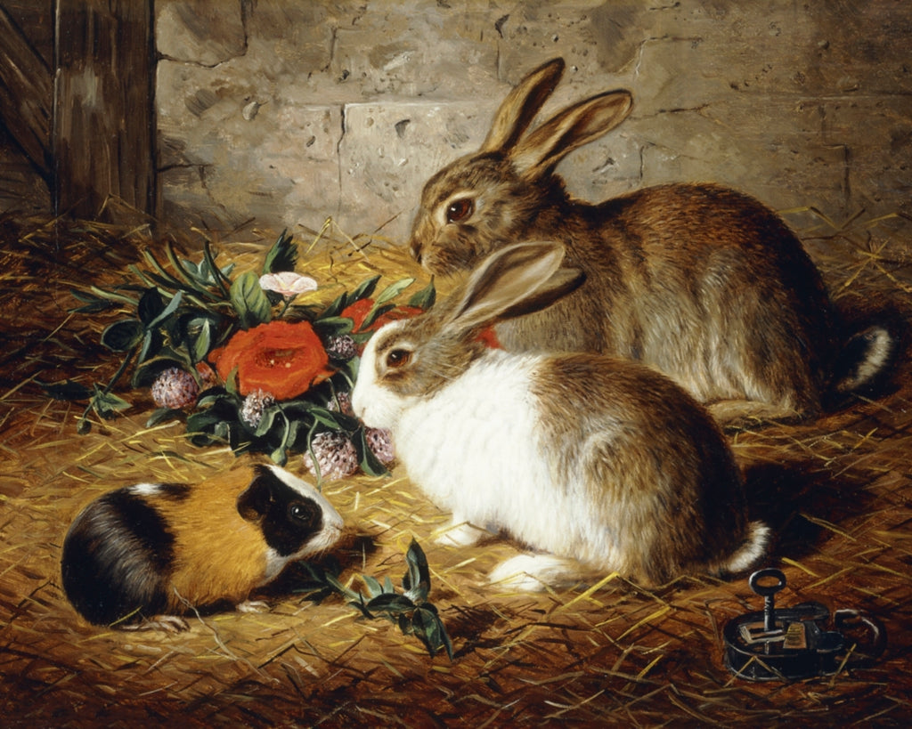 Escaped, Two Rabbits and Guinea Pig - Alfred R. Barber Art Prints ...