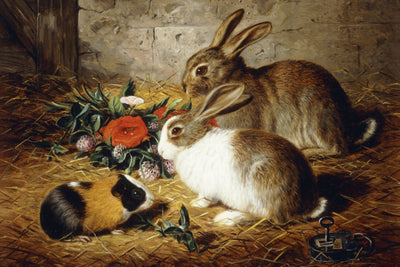 Escaped, Two Rabbits and Guinea Pig
