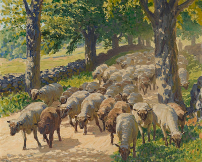Flock of Sheep
