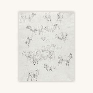 FLOCK OF SHEEP — Primary Image