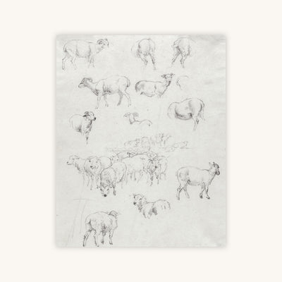 FLOCK OF SHEEP — Primary Image